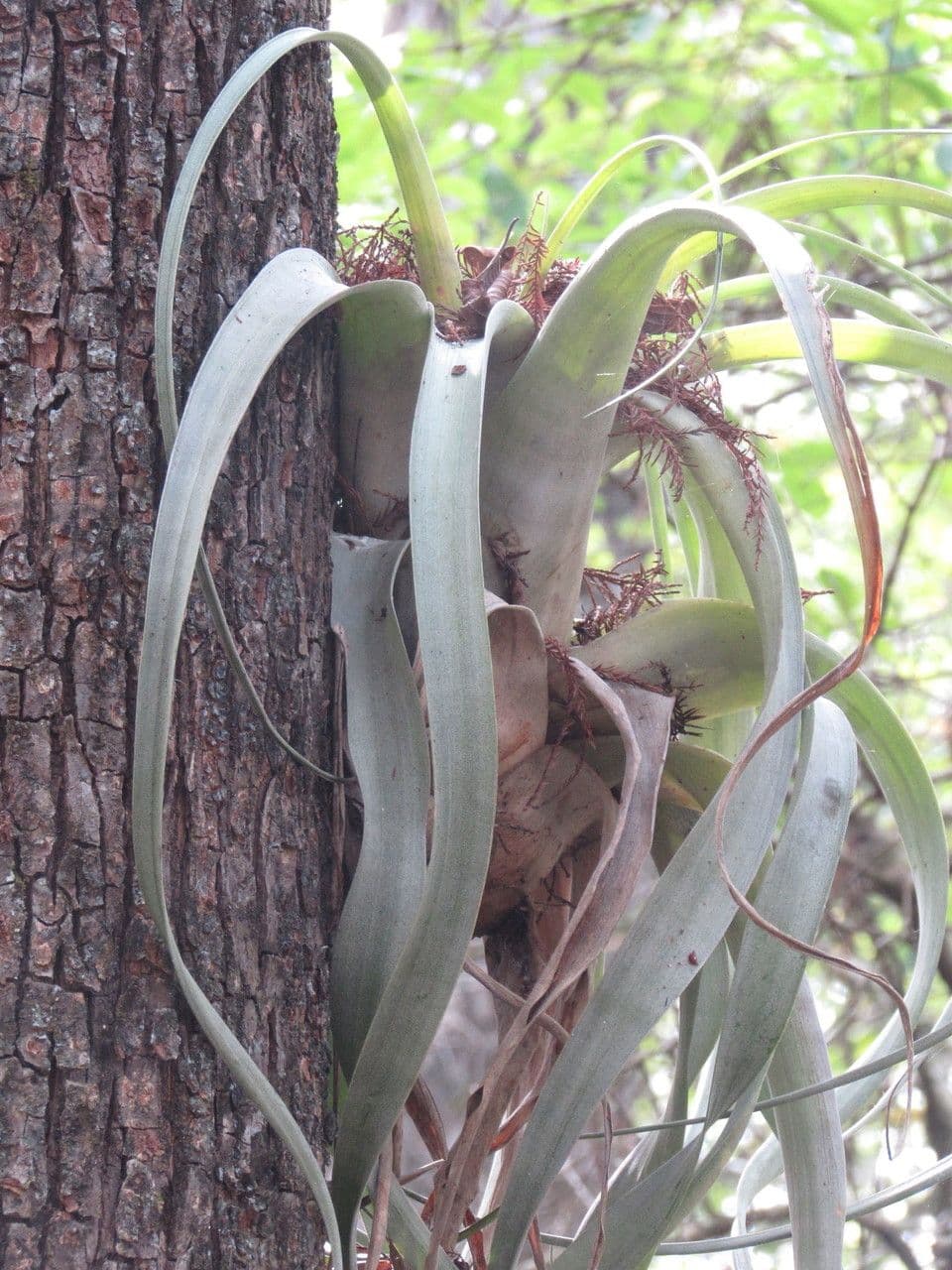 Tillandsia utricolata 11