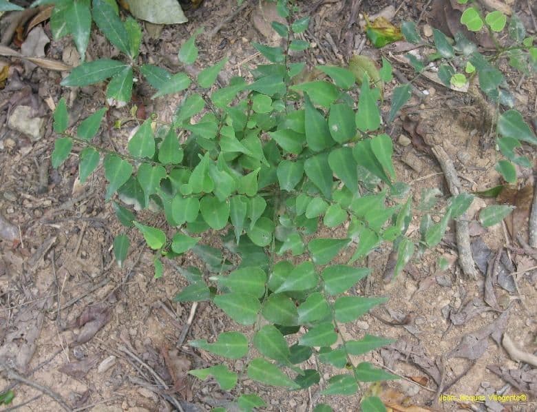 Phyllanthus