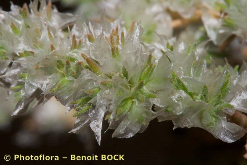 Paronichia araba