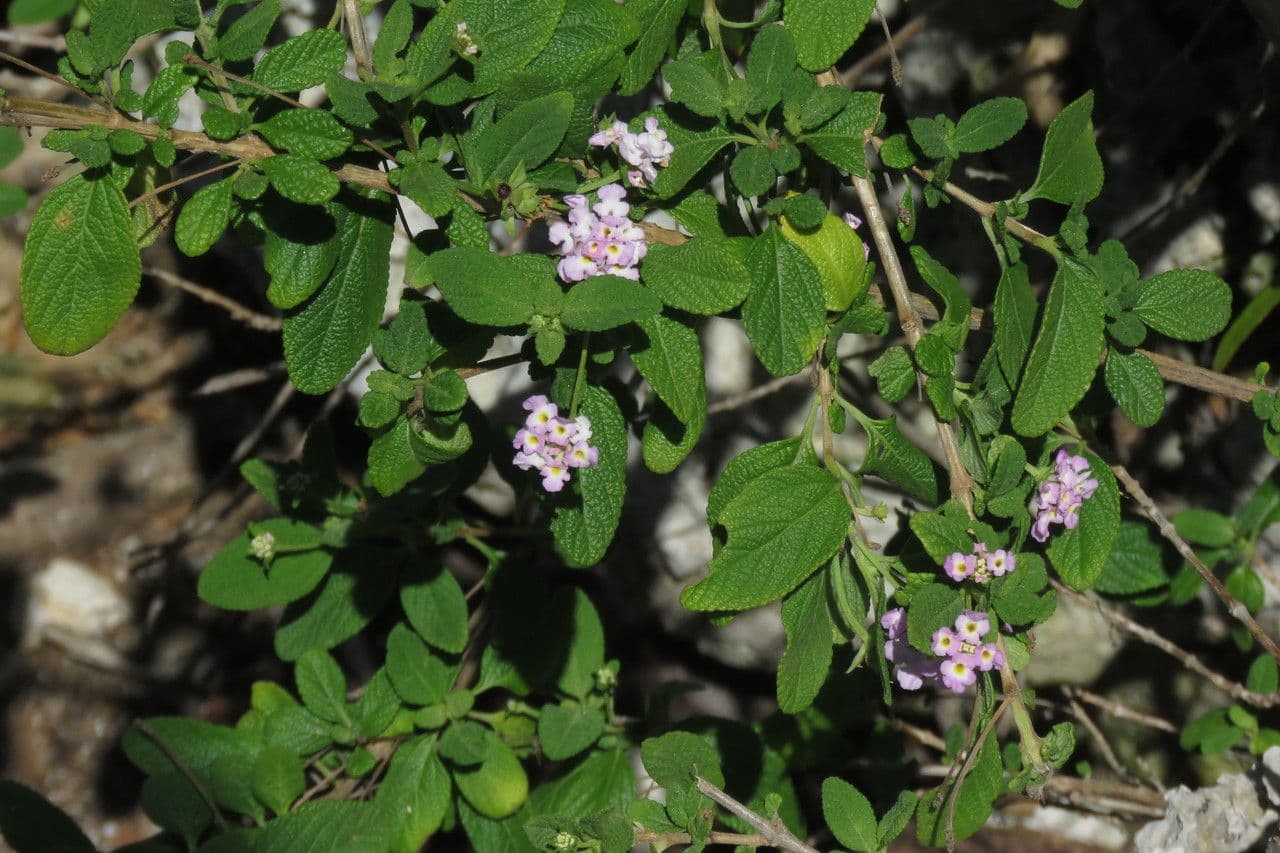 Lantana 11