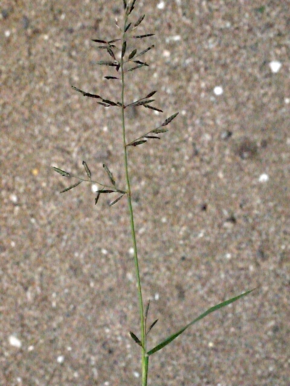 Eragrostis di Barrelier 20