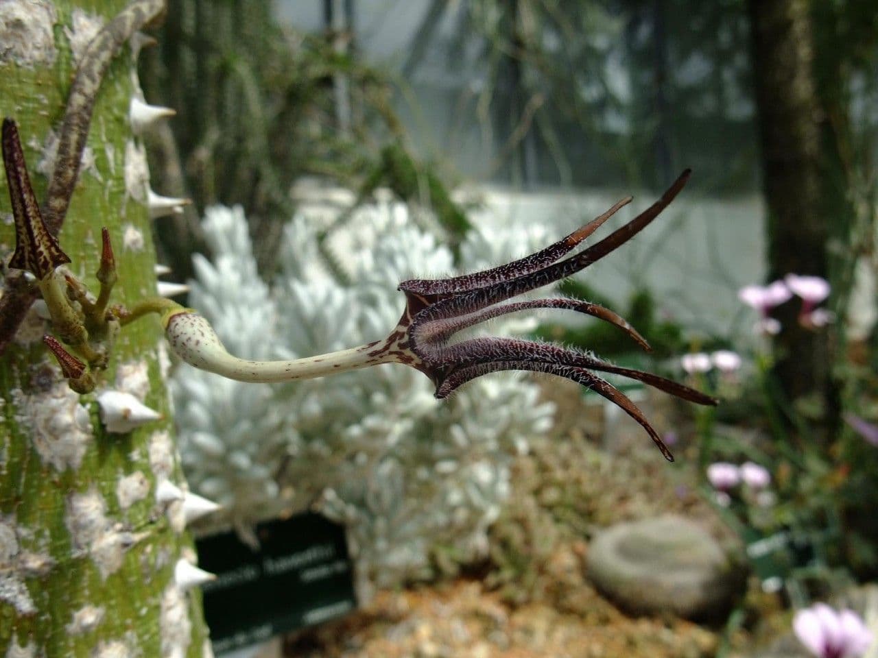Ceropegia 2