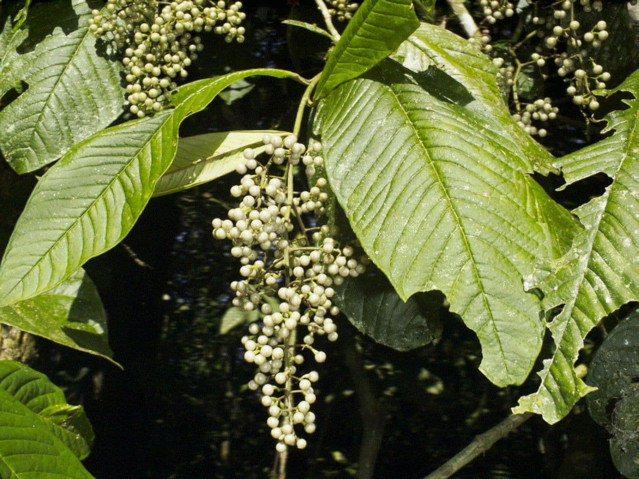 Ardisia 14