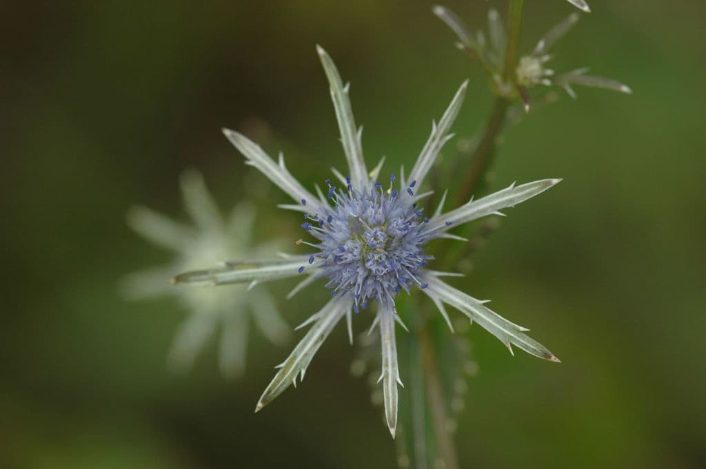 Panicaut 3
