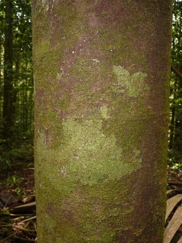 Helicostylis 8