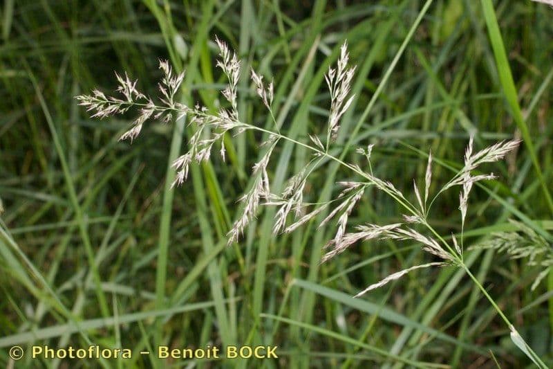 Calamagrostis 11