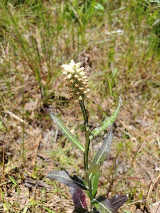 Pterocaulon 9