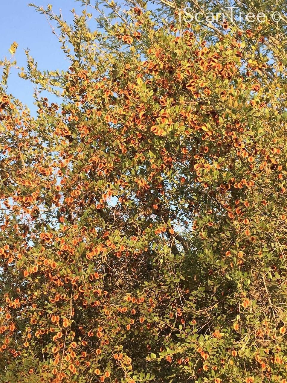 Combretum hereroense 12