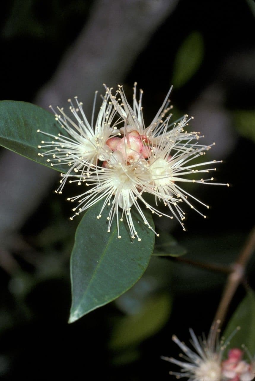 Eugenia 2