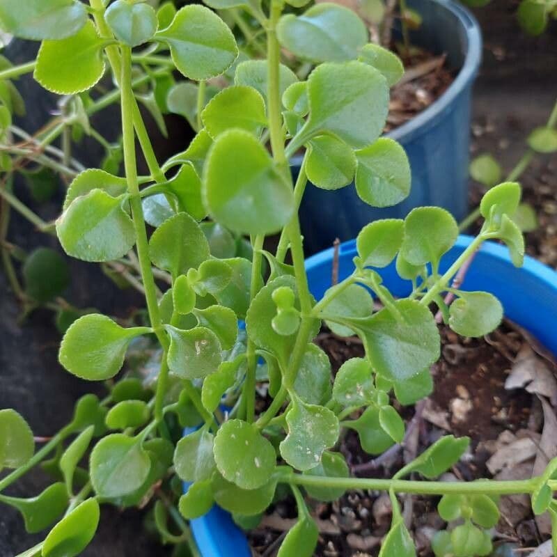Crassula 3