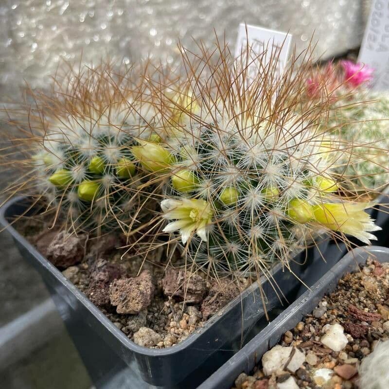 Mammillarie