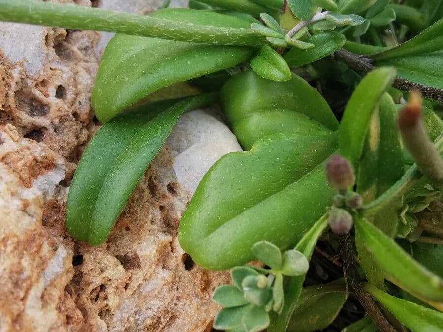 Malcolmia Marittima 16