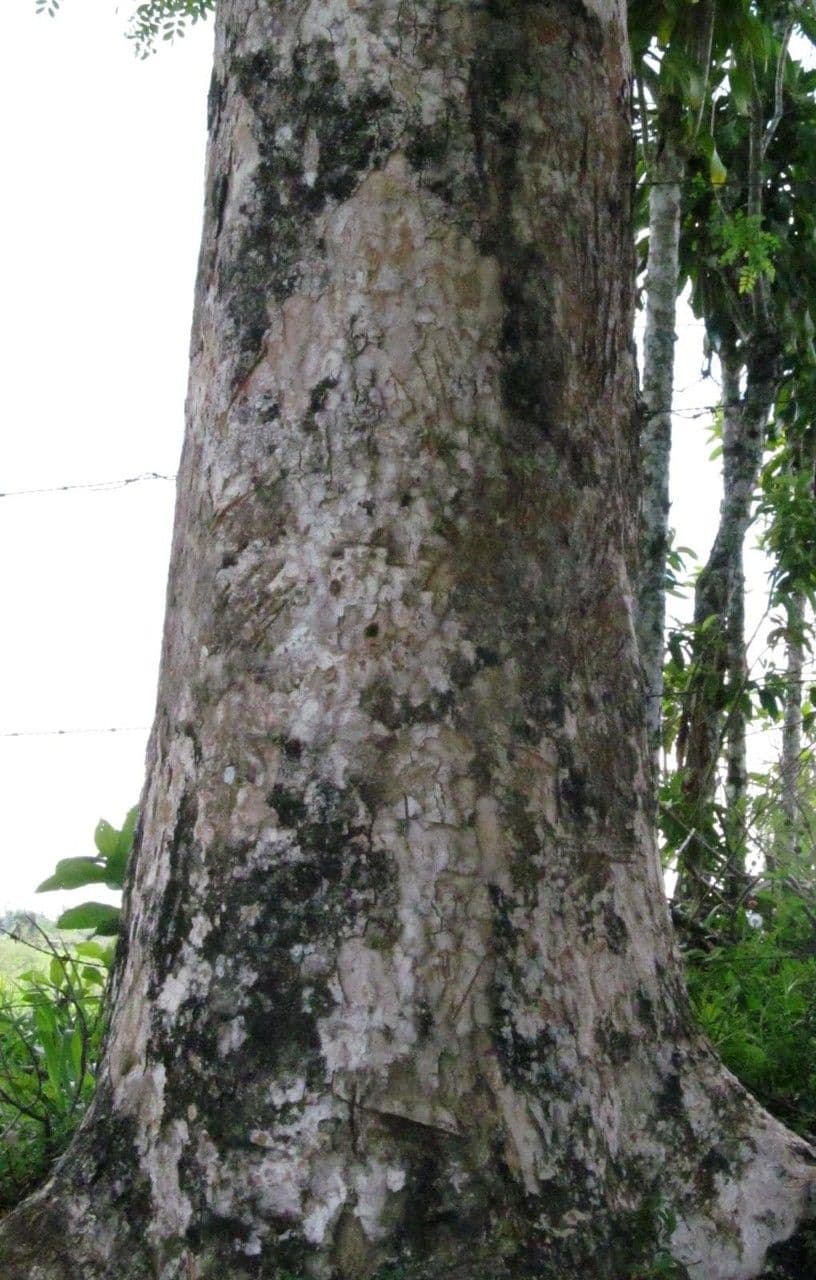Vochysia guatemalensis 13