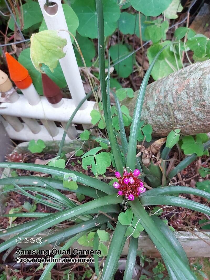 Bromelia