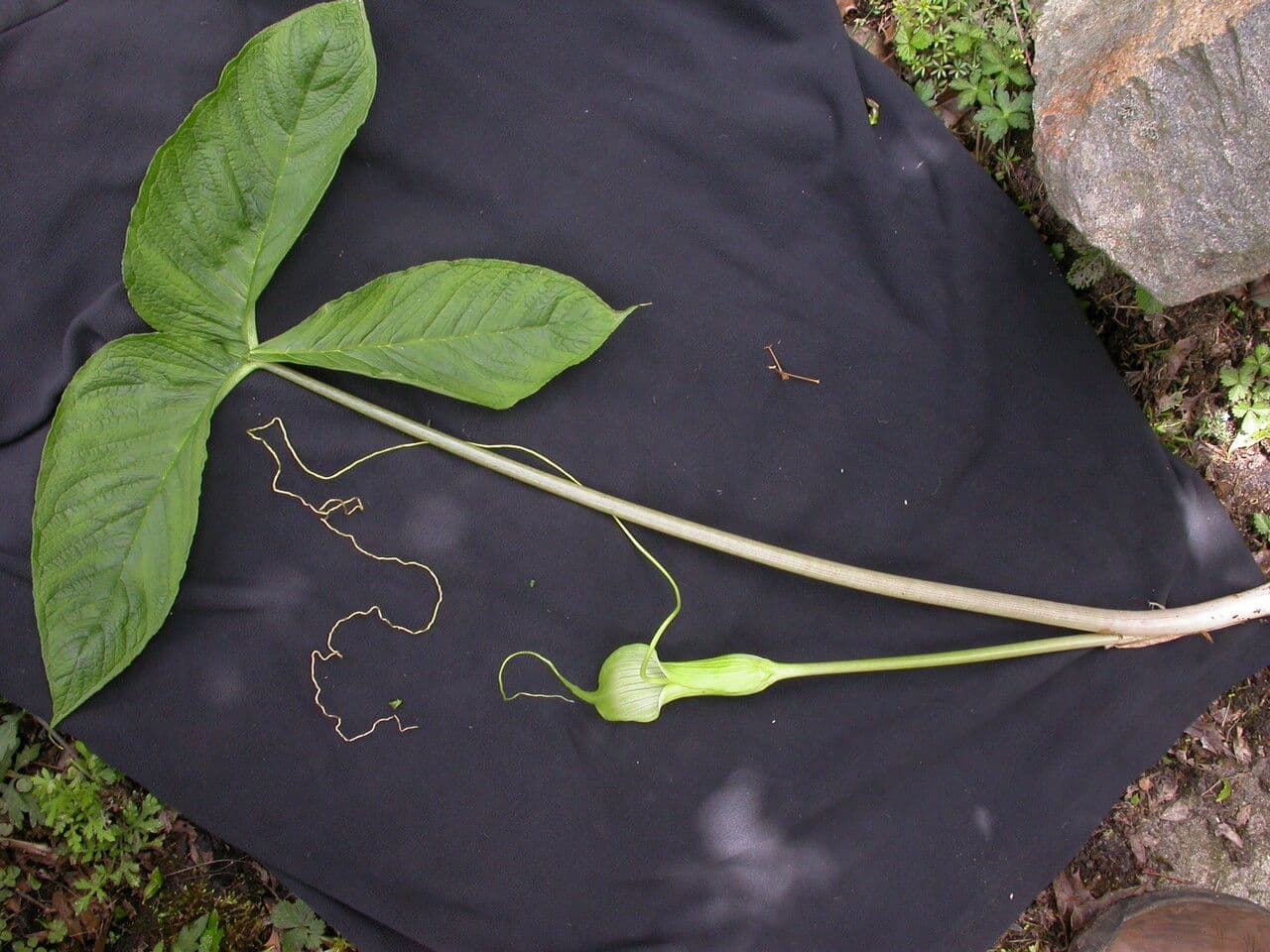 Áron 4