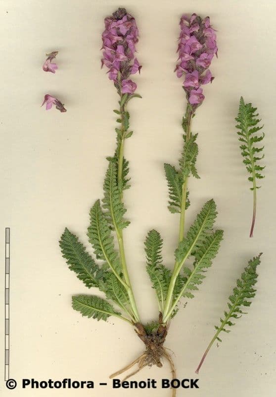 Pedicularis rostratospicata 20