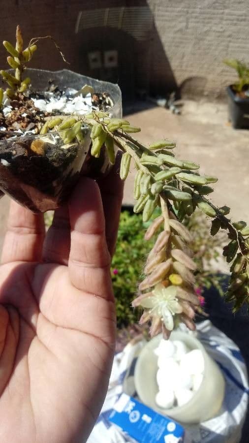 Rhipsalis 3