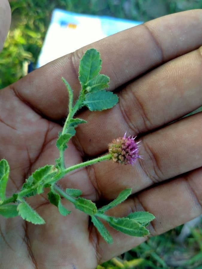 Sphaeranthus 12