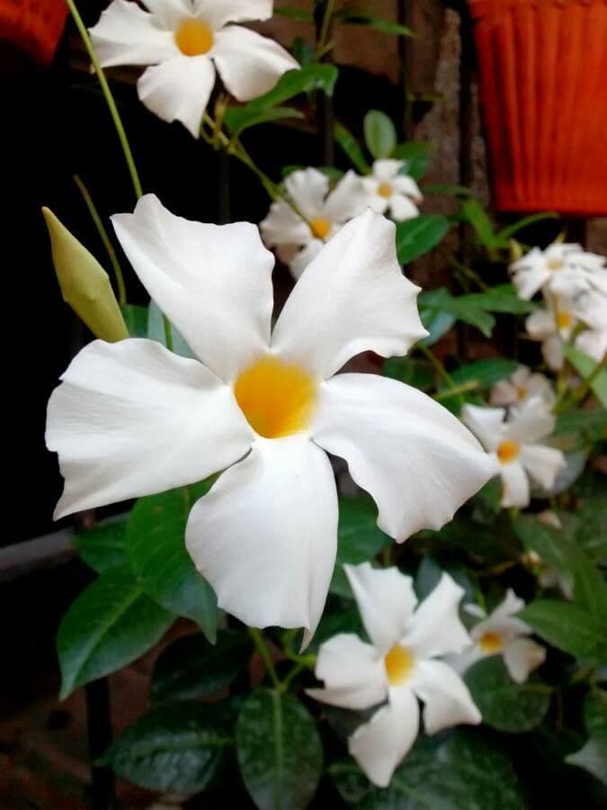 Chilenischer Jasmin 6
