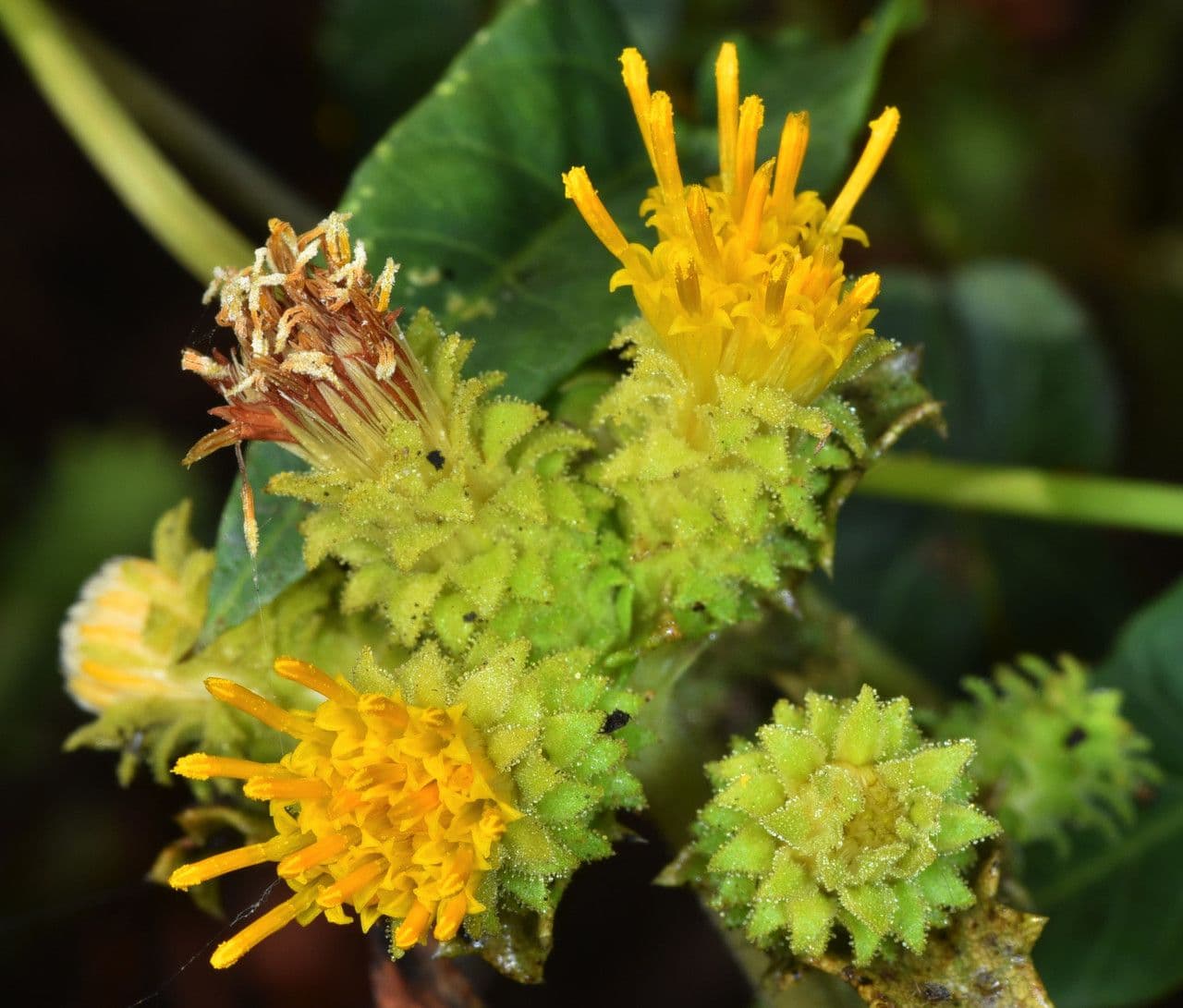 Hazardia dentata 5