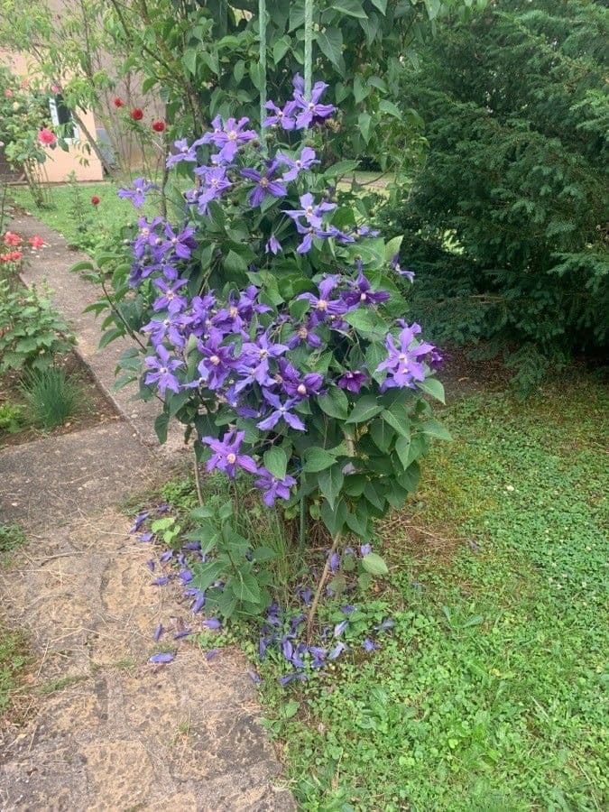 Einfache Clematis 9
