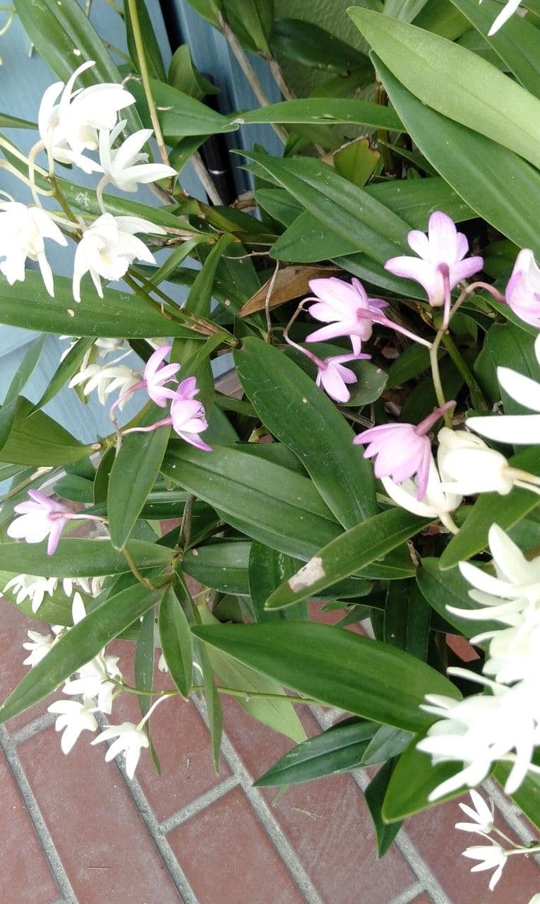 Dendrobium 3