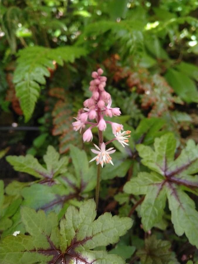 Schaumblüte 4