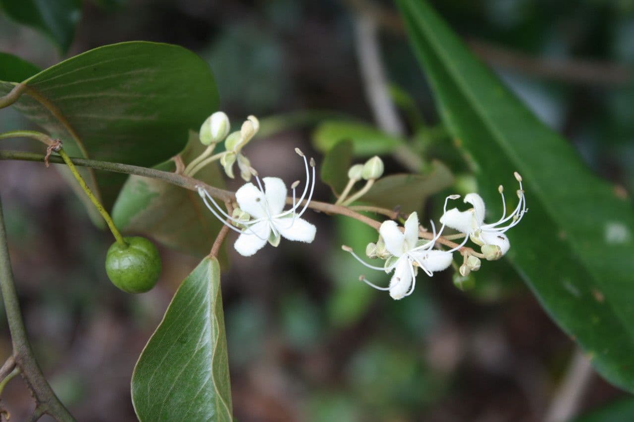 Kapari 8