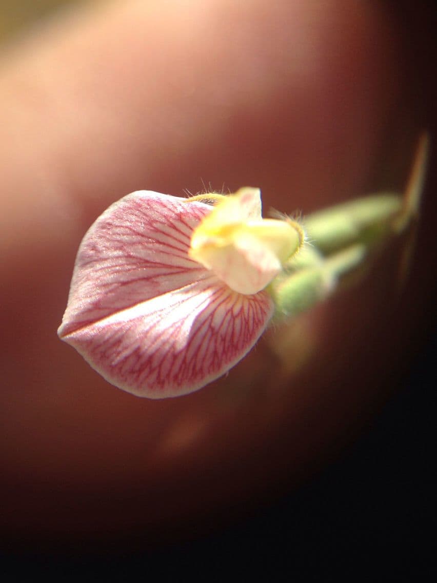 Acmispon americanus 5