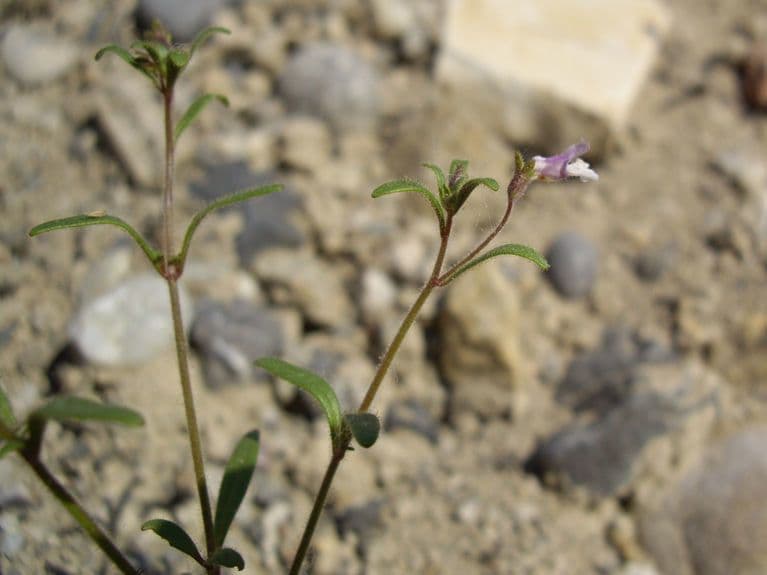 Linaria minore 12