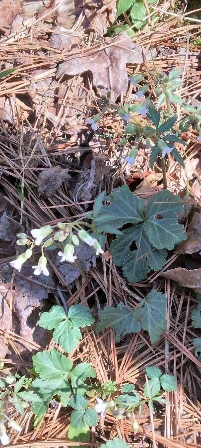 Cardamine angustata 3