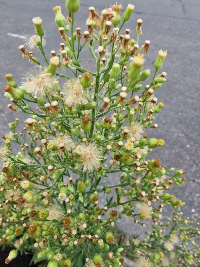 Erigeron floribundo 28