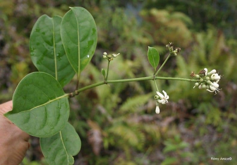 Coelospermum 4