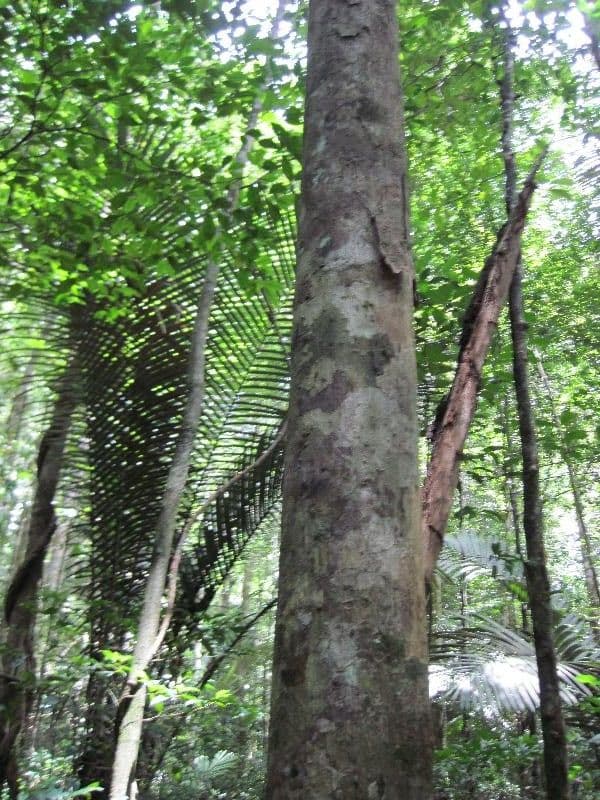 Eschweilera micrantha 2