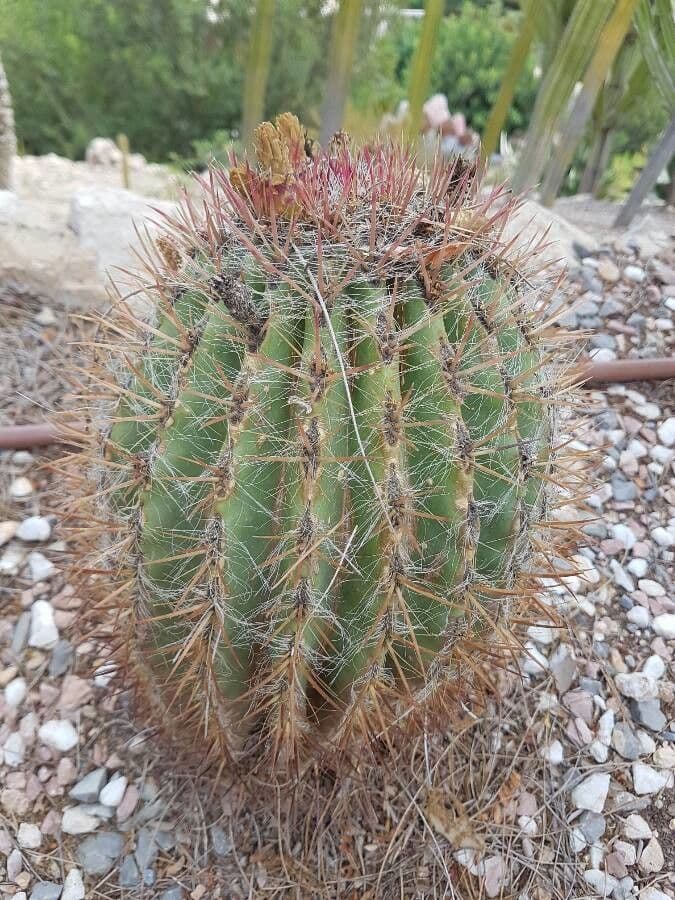 Ferocactus 6
