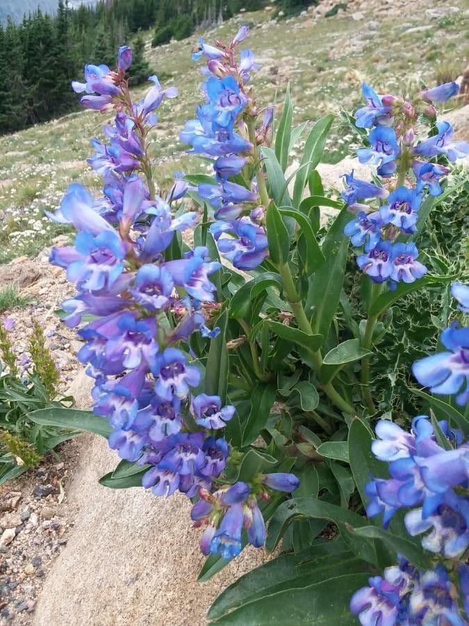 Penstemon 14