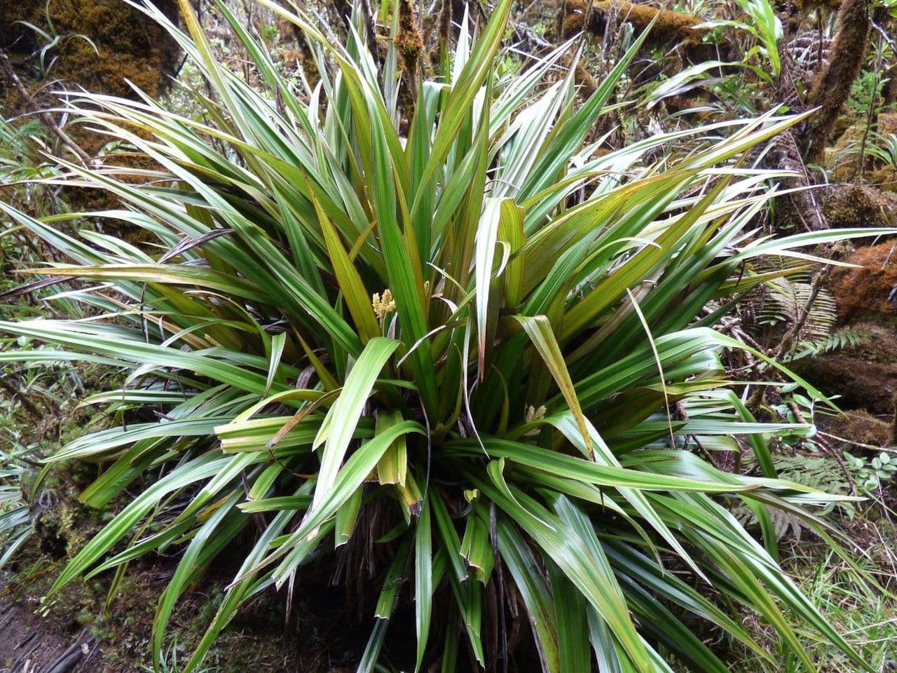 Astelia hemichrysa 15