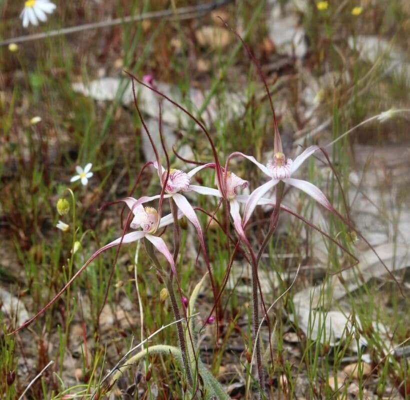 Caladenia