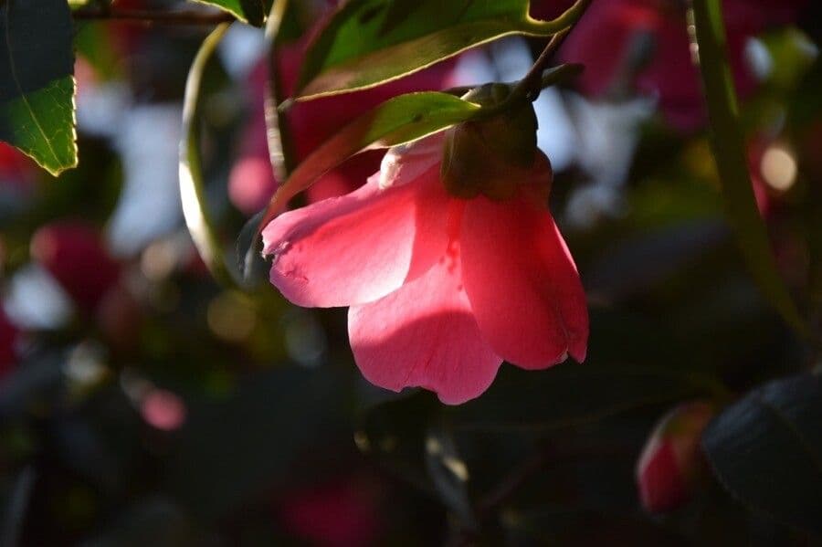 Camelia 4