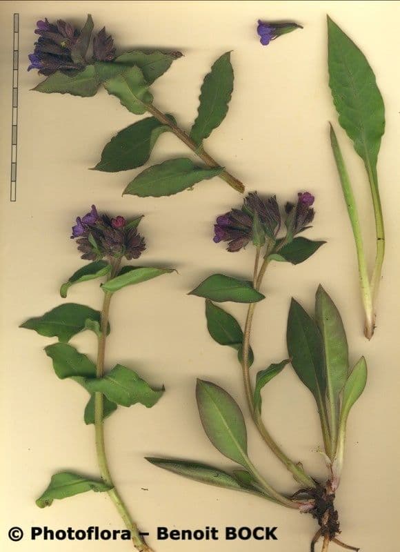 Polmonaria montana 26