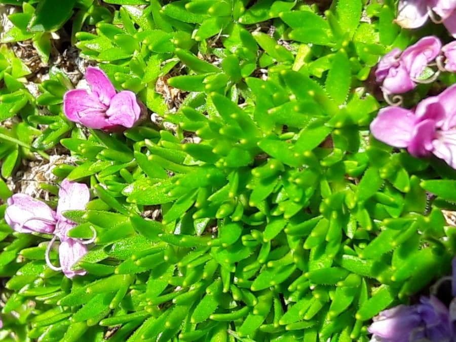 Silene a cuscinetto 18