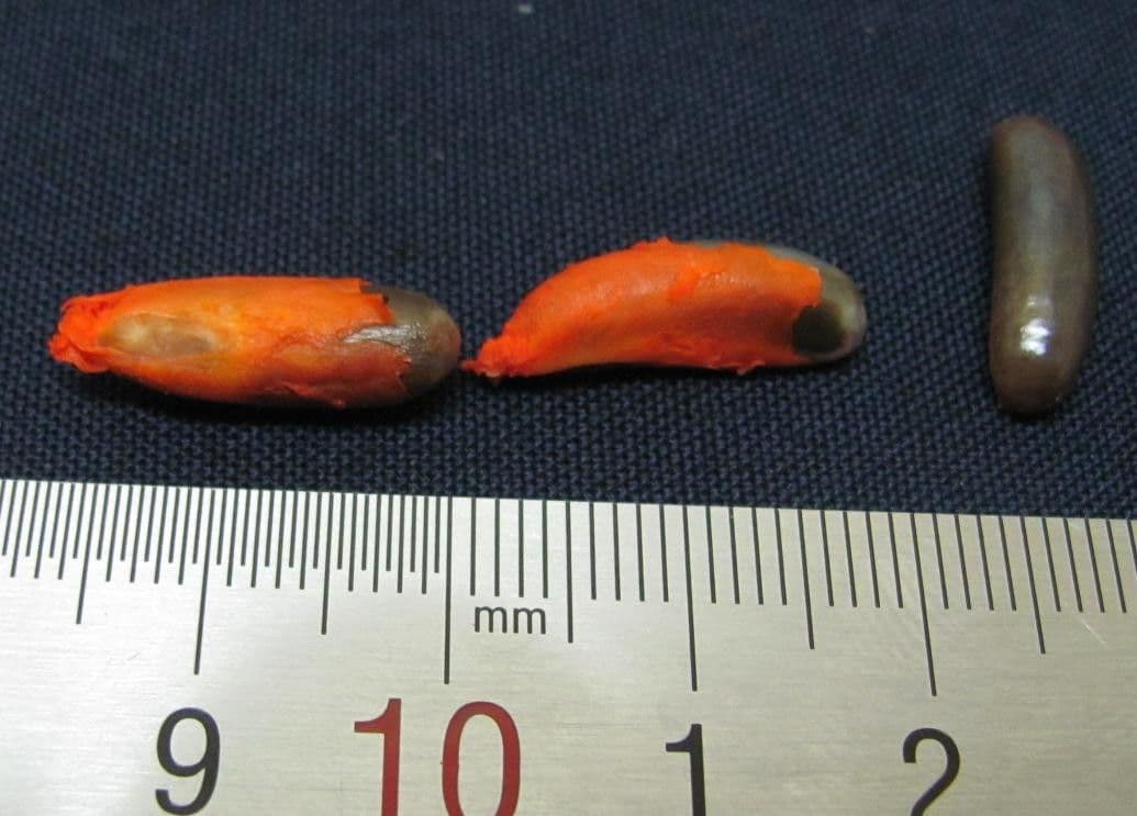 Chrysochlamys 10