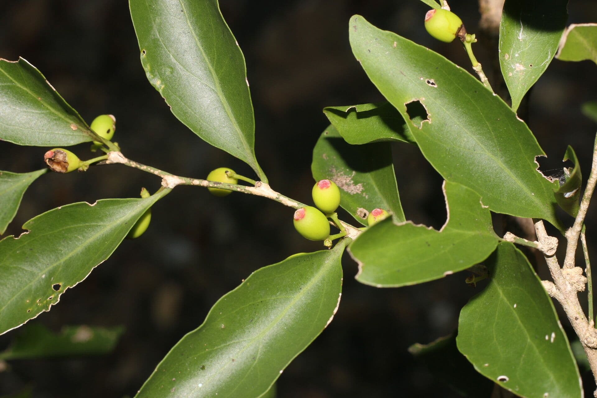 Schoepfia di Schreber