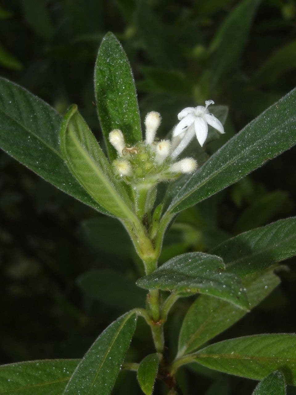 Psychotria 4