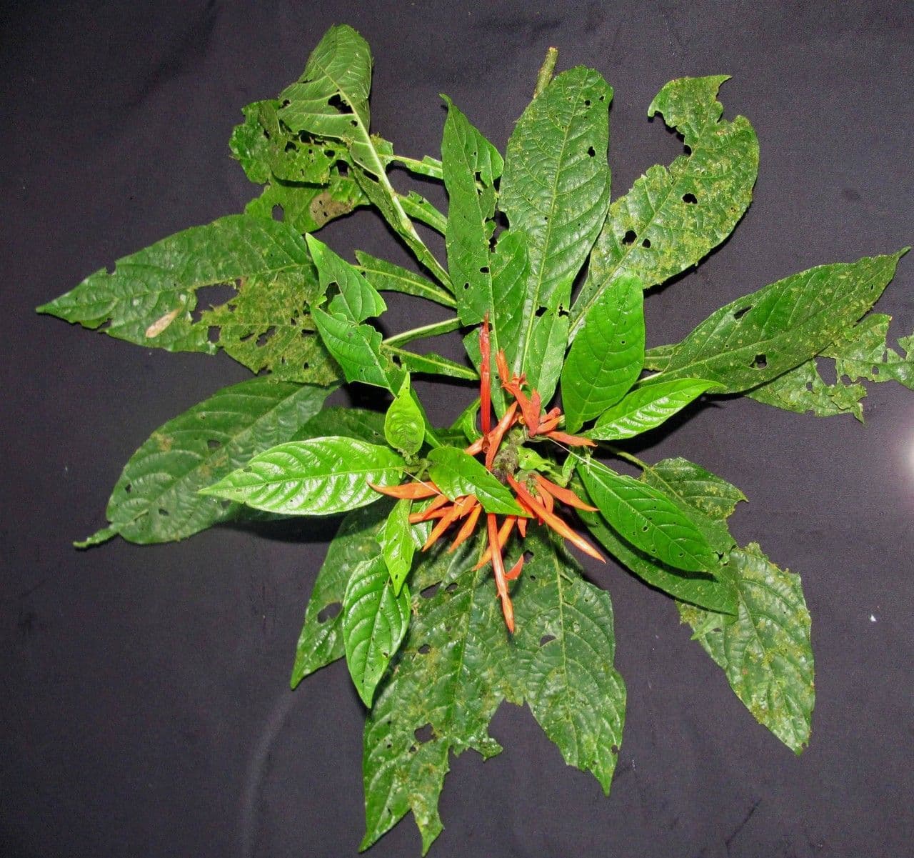 Aphelandra 18