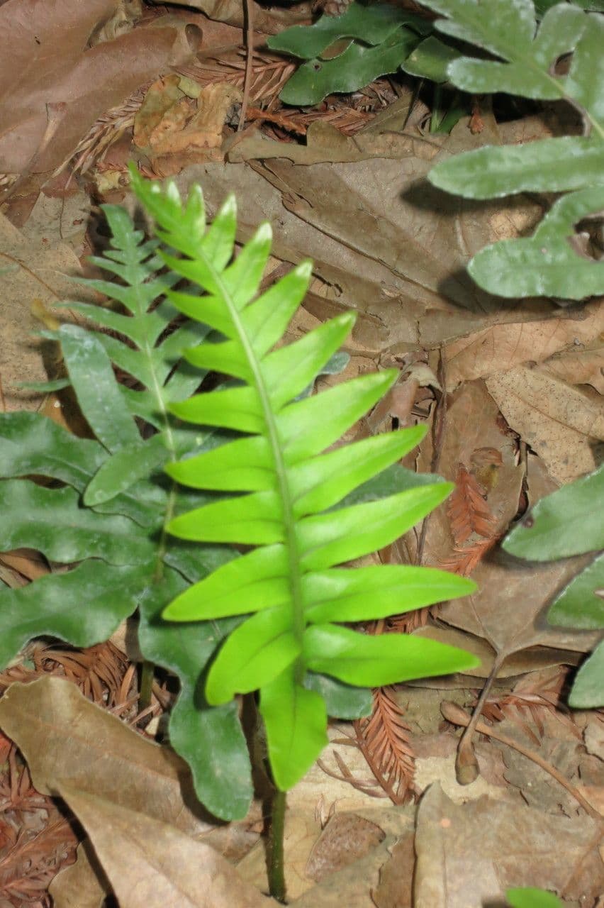 Polypode coriace 3