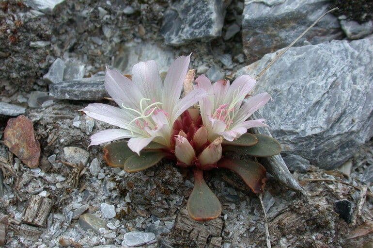 Lewisia 2