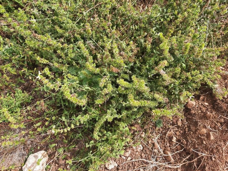 Berg-Gottesgnadenkraut 14