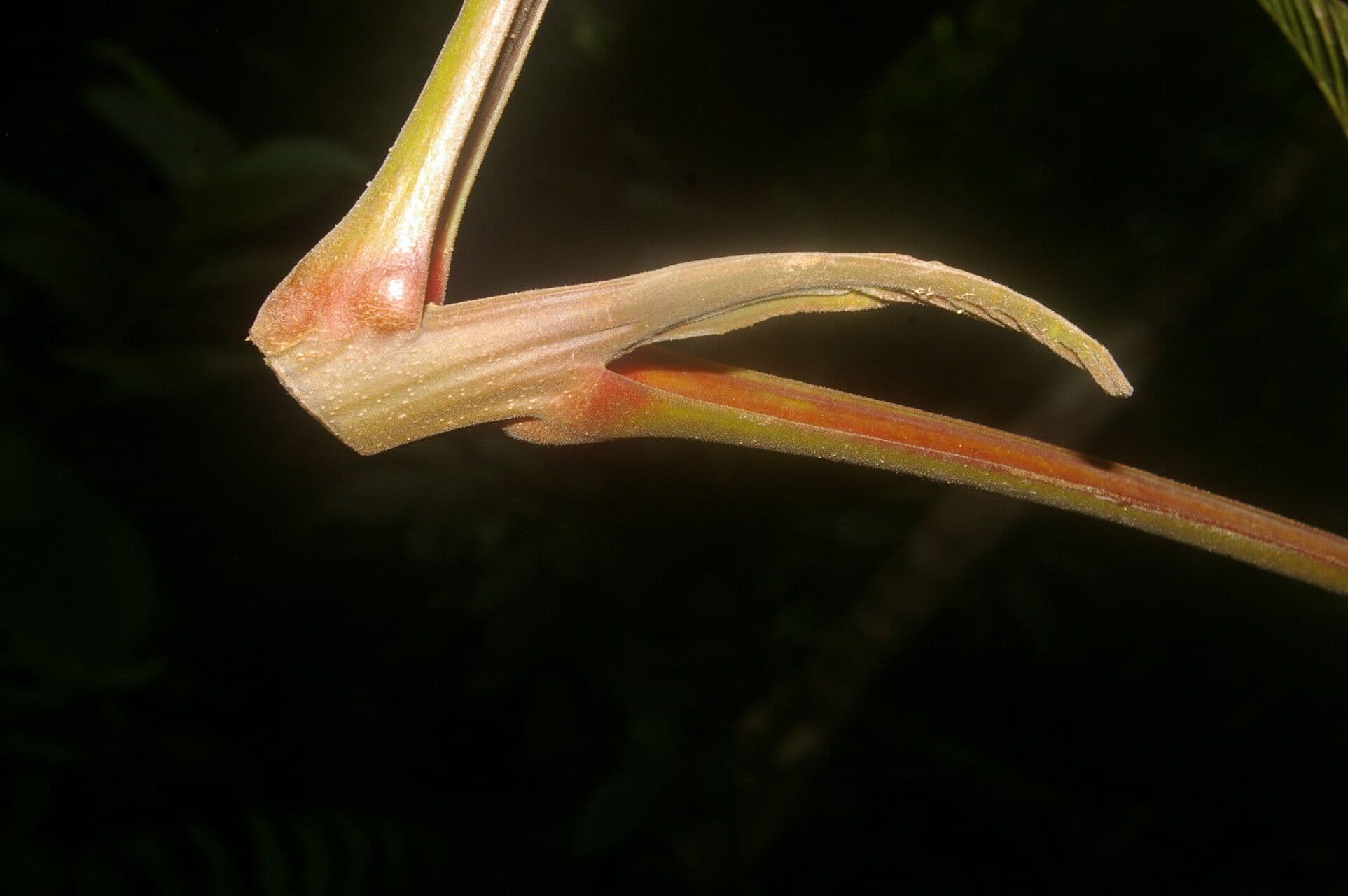 Trattinnickia 6