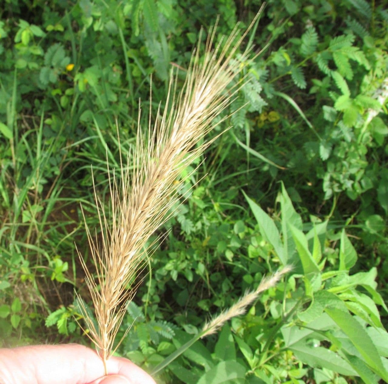 Elymus canadensis 2